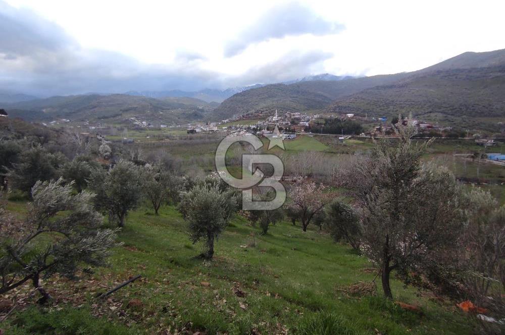 CB'DEN YEŞİLYÖREDE SATILIK FIRSAT ZEYTİNLİK