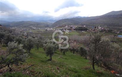 CB'DEN YEŞİLYÖREDE SATILIK FIRSAT ZEYTİNLİK