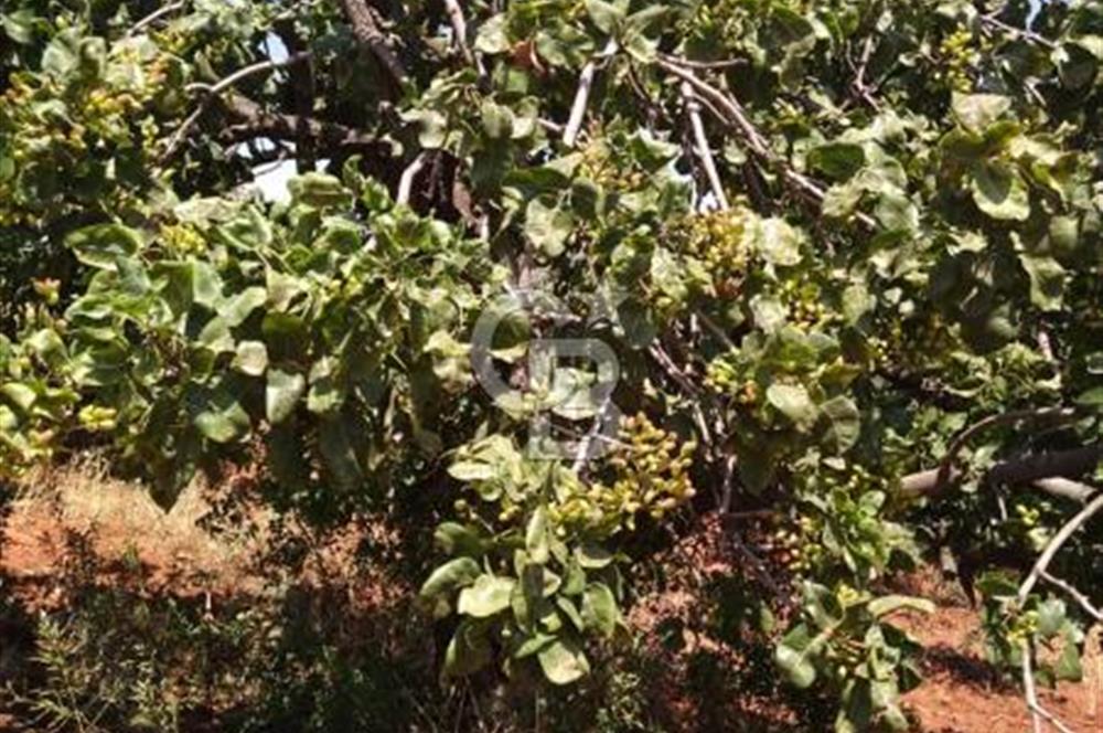 CB'DEN YEŞİLYÖREDE SATILIK FIRSAT TARLA