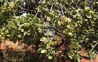 CB'DEN YEŞİLYÖREDE SATILIK FIRSAT TARLA