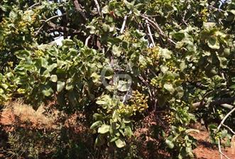 CB'DEN YEŞİLYÖREDE SATILIK FIRSAT TARLA - 1 - 340279