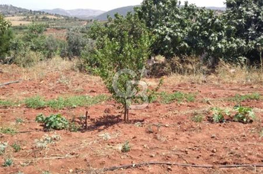 CB'DEN YEŞİLYÖREDE SATILIK FIRSAT TARLA