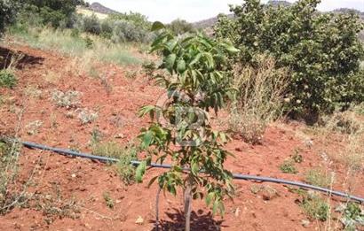 CB'DEN YEŞİLYÖREDE SATILIK FIRSAT TARLA