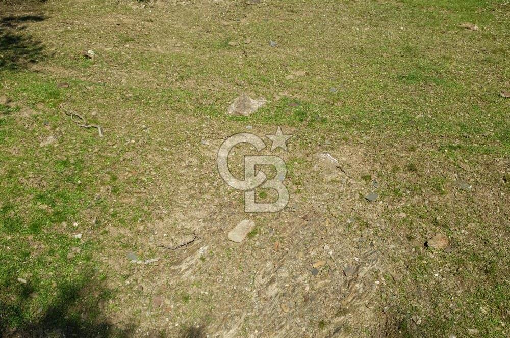 Seferihisar'da Değerlenen Bölgede Zeytinlik Fırsatı