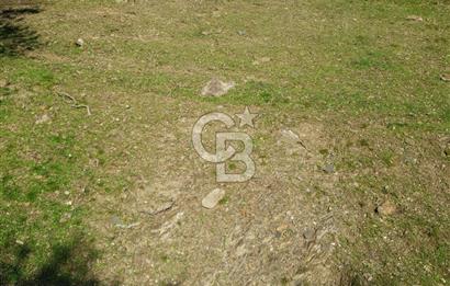 Seferihisar'da Değerlenen Bölgede Zeytinlik Fırsatı