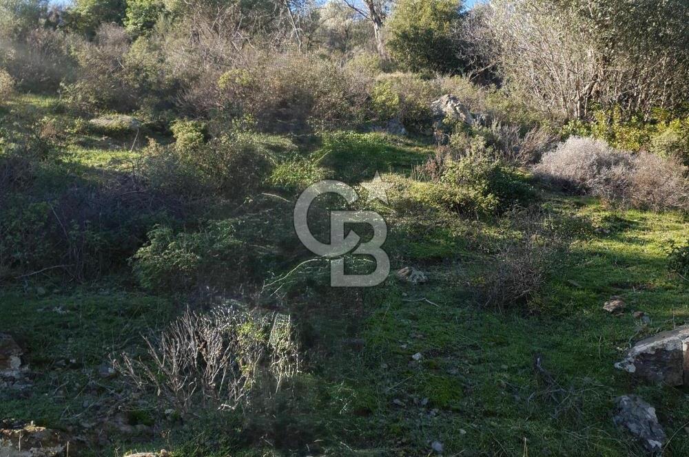 Seferihisar'da Değerlenen Bölgede Zeytinlik Fırsatı