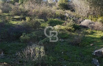 Seferihisar'da Değerlenen Bölgede Zeytinlik Fırsatı