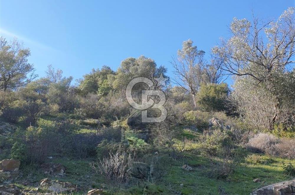 Seferihisar'da Değerlenen Bölgede Zeytinlik Fırsatı