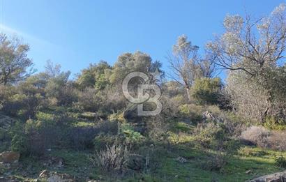 Seferihisar'da Değerlenen Bölgede Zeytinlik Fırsatı