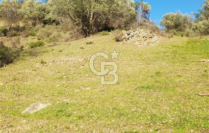 Seferihisar'da Değerlenen Bölgede Zeytinlik Fırsatı