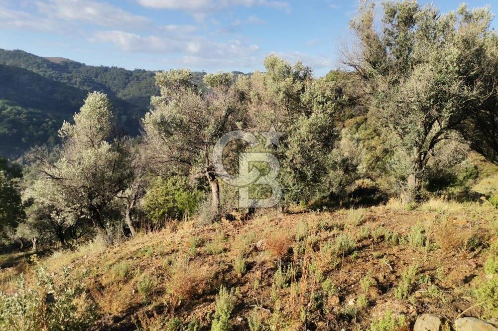 Payamlı Köyü Yakını Değer Kazanan Bölgede 3864 m2 Zeytinlik