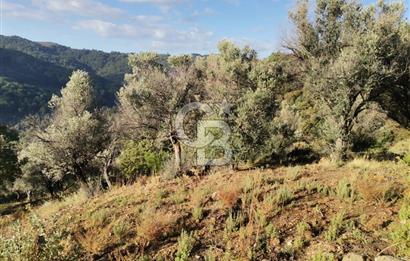 Payamlı Köyü Yakını Değer Kazanan Bölgede 3864 m2 Zeytinlik