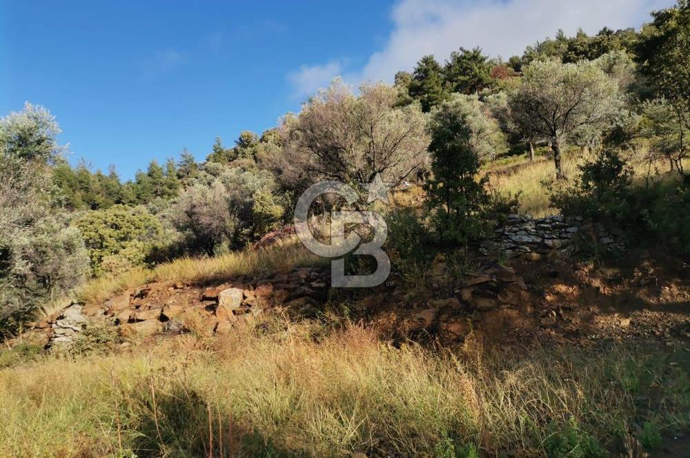 Payamlı Köyü Yakını Değer Kazanan Bölgede 3864 m2 Zeytinlik