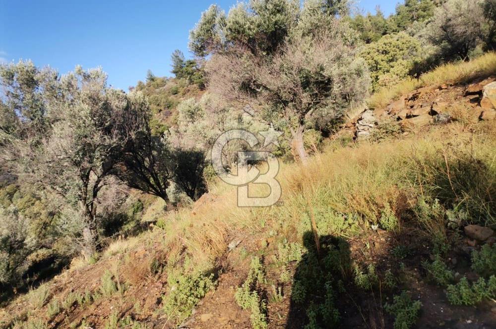 Payamlı Köyü Yakını Değer Kazanan Bölgede 3864 m2 Zeytinlik