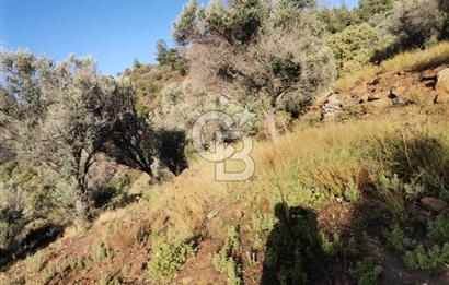 Payamlı Köyü Yakını Değer Kazanan Bölgede 3864 m2 Zeytinlik