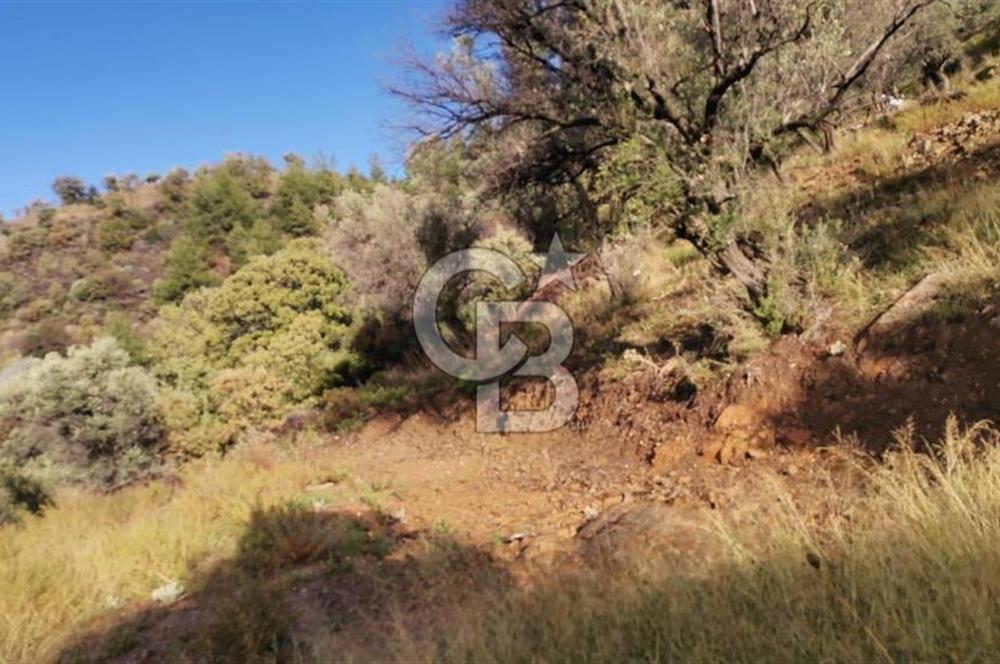 Payamlı Köyü Yakını Değer Kazanan Bölgede 3864 m2 Zeytinlik