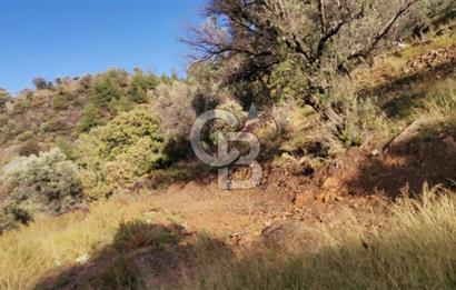 Payamlı Köyü Yakını Değer Kazanan Bölgede 3864 m2 Zeytinlik