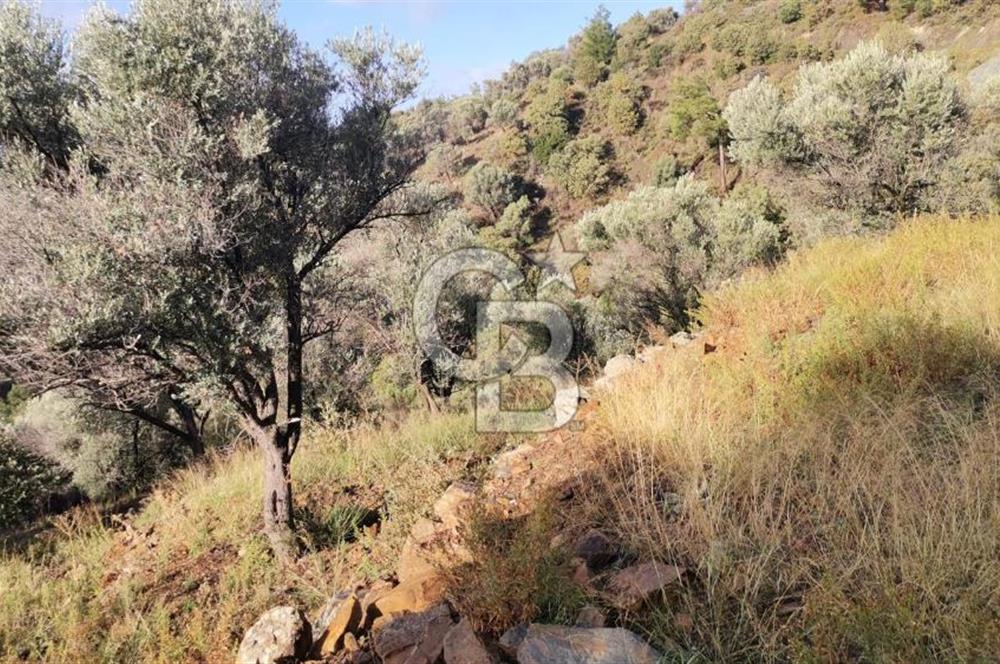 Payamlı Köyü Yakını Değer Kazanan Bölgede 3864 m2 Zeytinlik