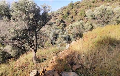 Payamlı Köyü Yakını Değer Kazanan Bölgede 3864 m2 Zeytinlik