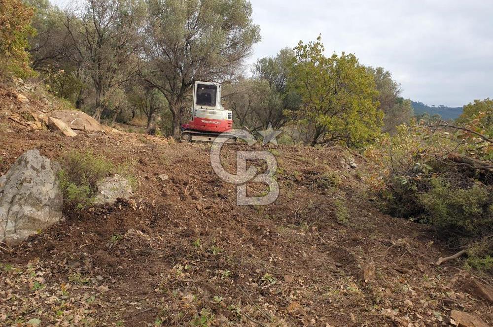 Payamlı Köyü Yakını Değer Kazanan Bölgede 3864 m2 Zeytinlik