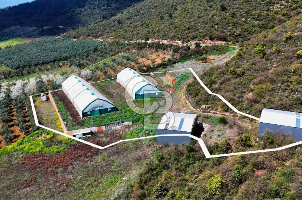 İznik Çiçek'lide Yatırıma Hazır 6.333 m² Tam Donanımlı Çiftlik