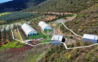 İznik Çiçek'lide Yatırıma Hazır 6.333 m² Tam Donanımlı Çiftlik