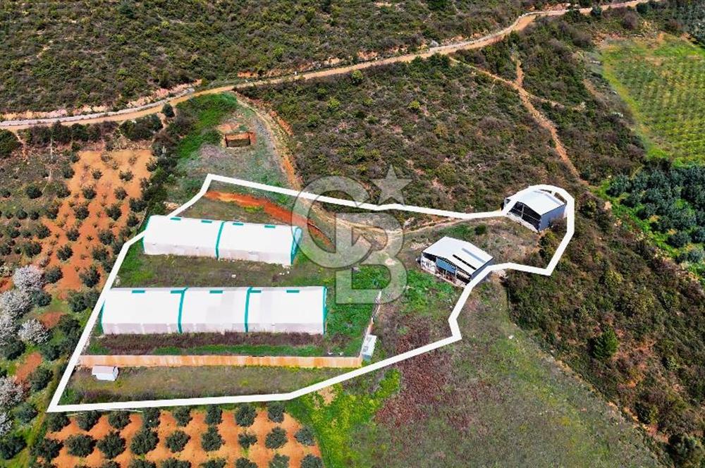 İznik Çiçek'lide Yatırıma Hazır 6.333 m² Tam Donanımlı Çiftlik