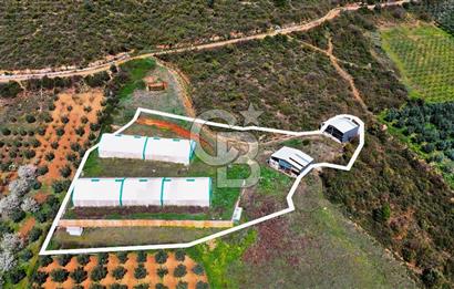 İznik Çiçek'lide Yatırıma Hazır 6.333 m² Tam Donanımlı Çiftlik