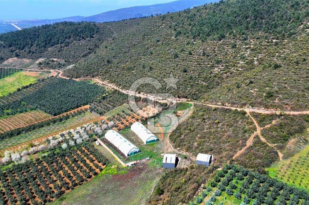 İznik Çiçek'lide Yatırıma Hazır 6.333 m² Tam Donanımlı Çiftlik