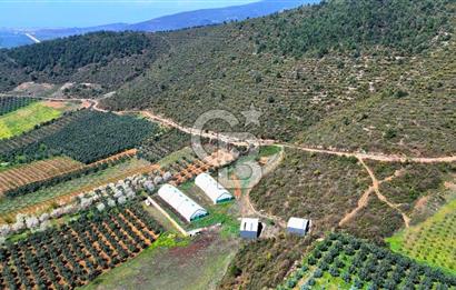 İznik Çiçek'lide Yatırıma Hazır 6.333 m² Tam Donanımlı Çiftlik