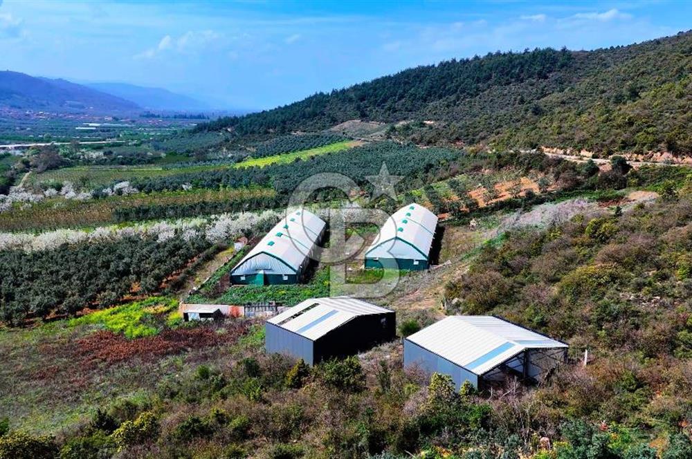 İznik Çiçek'lide Yatırıma Hazır 6.333 m² Tam Donanımlı Çiftlik