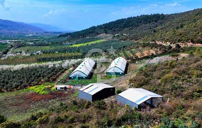 İznik Çiçek'lide Yatırıma Hazır 6.333 m² Tam Donanımlı Çiftlik