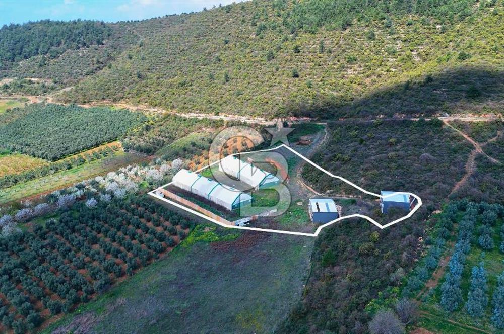 İznik Çiçek'lide Yatırıma Hazır 6.333 m² Tam Donanımlı Çiftlik