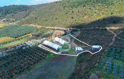 İznik Çiçek'lide Yatırıma Hazır 6.333 m² Tam Donanımlı Çiftlik