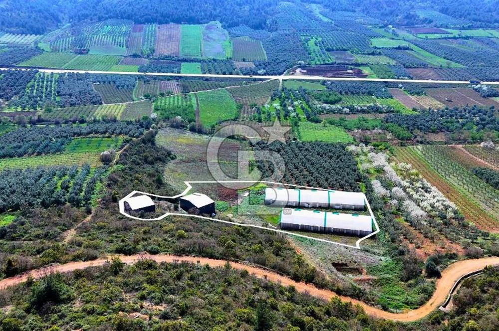 İznik Çiçek'lide Yatırıma Hazır 6.333 m² Tam Donanımlı Çiftlik