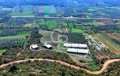 İznik Çiçek'lide Yatırıma Hazır 6.333 m² Tam Donanımlı Çiftlik