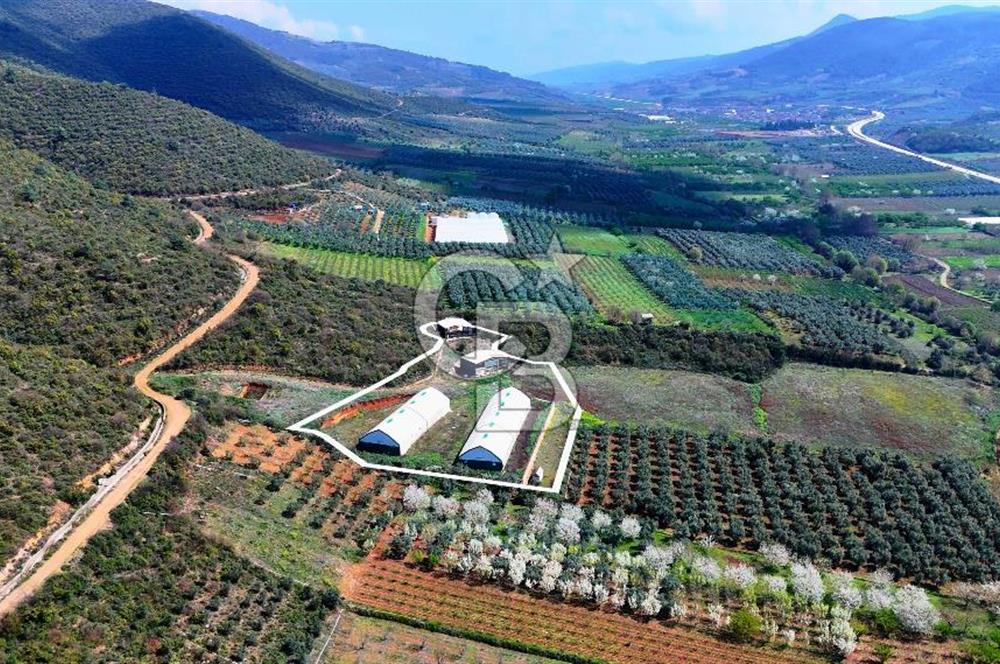 İznik Çiçek'lide Yatırıma Hazır 6.333 m² Tam Donanımlı Çiftlik