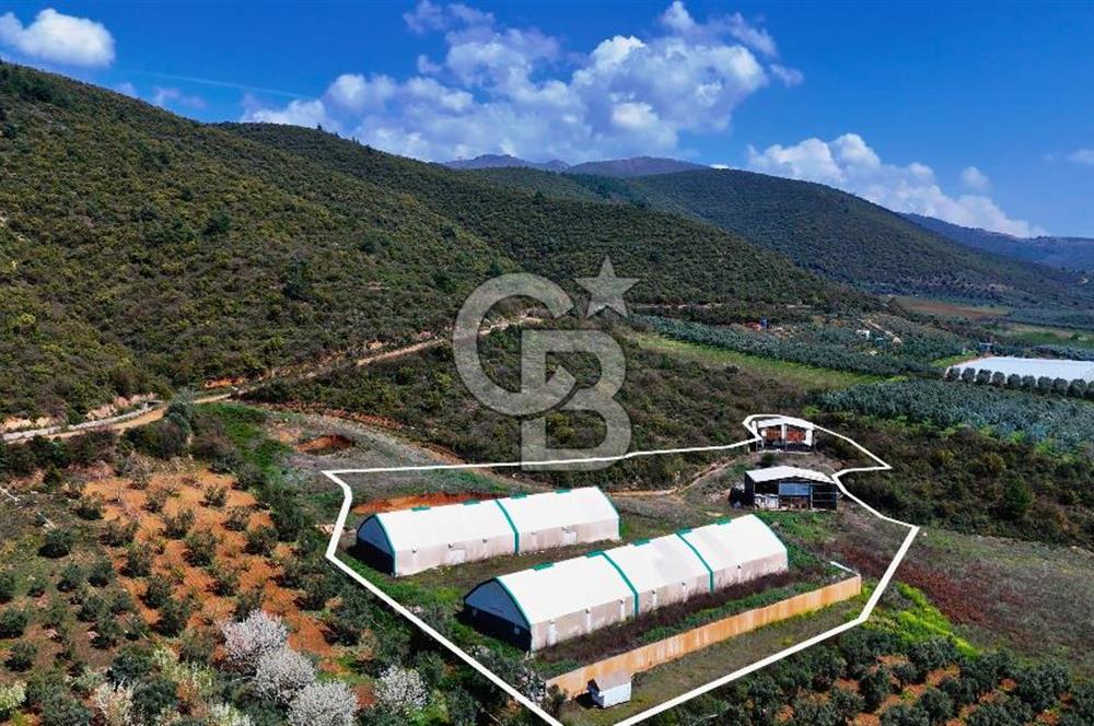 İznik Çiçek'lide Yatırıma Hazır 6.333 m² Tam Donanımlı Çiftlik