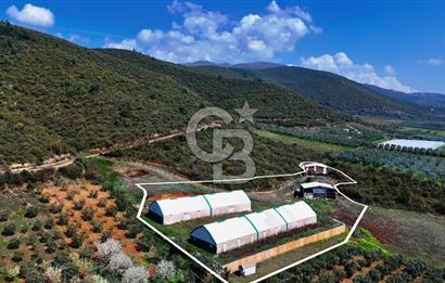 İznik Çiçek'lide Yatırıma Hazır 6.333 m² Tam Donanımlı Çiftlik
