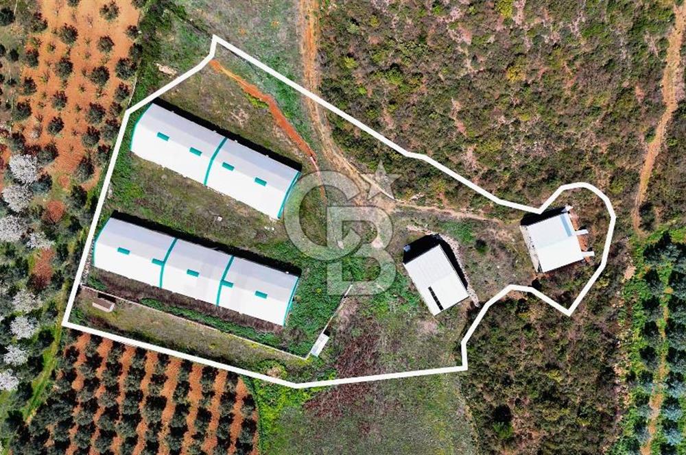 İznik Çiçek'lide Yatırıma Hazır 6.333 m² Tam Donanımlı Çiftlik