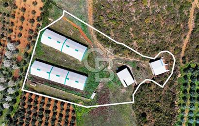İznik Çiçek'lide Yatırıma Hazır 6.333 m² Tam Donanımlı Çiftlik