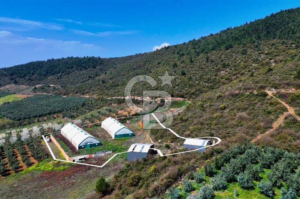 İznik Çiçek'lide Yatırıma Hazır 6.333 m² Tam Donanımlı Çiftlik