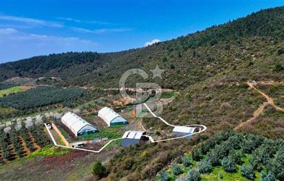 İznik Çiçek'lide Yatırıma Hazır 6.333 m² Tam Donanımlı Çiftlik