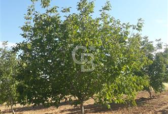 UŞAK ULUBEYDE SATILIK CEVİZ BAHCESİ - 1 - 340389