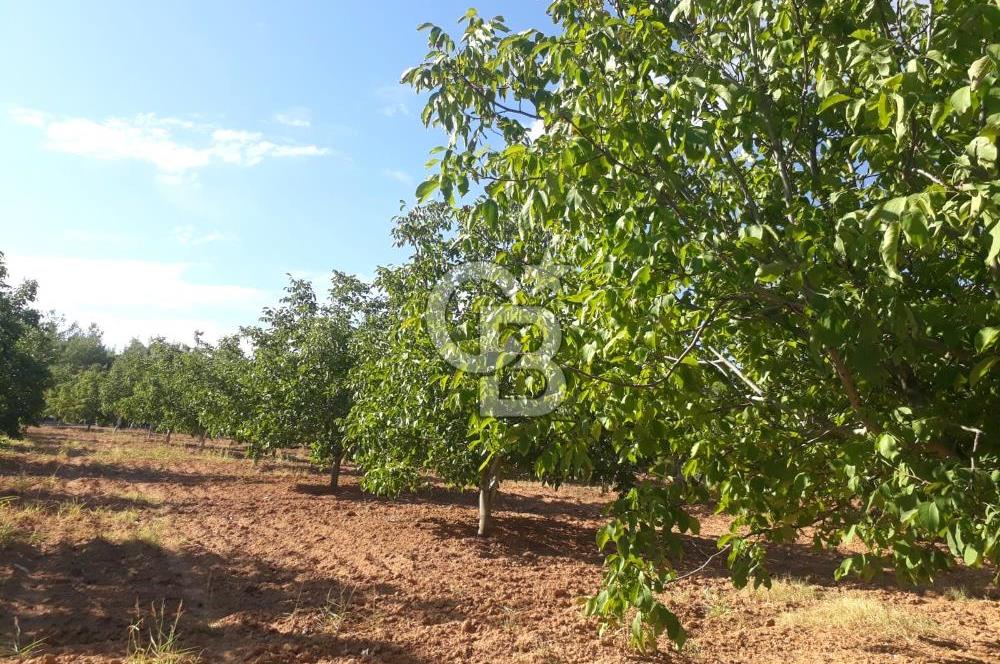 UŞAK ULUBEYDE SATILIK CEVİZ BAHCESİ