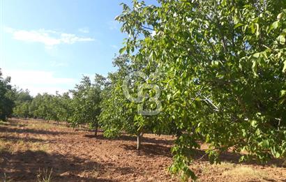 UŞAK ULUBEYDE SATILIK CEVİZ BAHCESİ