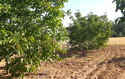 UŞAK ULUBEYDE SATILIK CEVİZ BAHCESİ