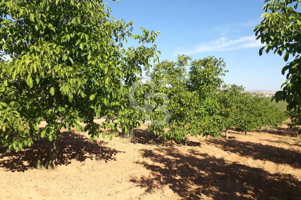 UŞAK ULUBEYDE SATILIK CEVİZ BAHCESİ