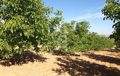 UŞAK ULUBEYDE SATILIK CEVİZ BAHCESİ