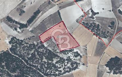  MANISA DEMİRCİ GÜMELE 24 DÖNÜM TARLA